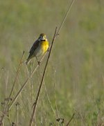 dickcissel sony 200v DSC01725_edited-2.jpg