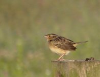 grasshopper sparrow sony 200v DSC01661_edited-1.jpg