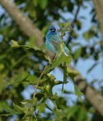 indigo bunting sony 200v DSC01749_edited-1.jpg