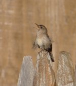 house wren sony 200v DSC01743_edited-1.jpg