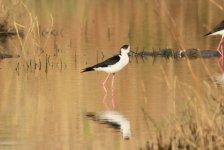 Black-winged Stilt.jpg