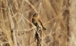 Eurasian Wryneck 2.jpg