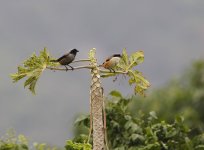 Long-tailed Shrikes.jpg