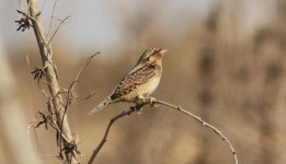 Eurasian Wryneck.jpg