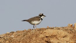 Little-ringed Plover 2.jpg