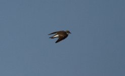 Little-ringed Plover.jpg