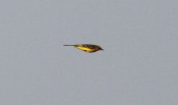 Yellow Wagtail.jpg