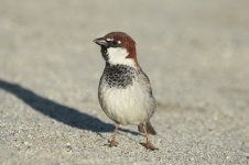 Italian Sparrow cor 1.jpg