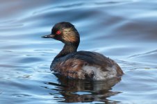 Black-necked Grebe cor 1.jpg