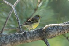 Corsican Finch cor 1.jpg