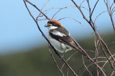 Woodchat Shrike sar 1.jpg