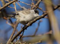 Blackcap (Sylvia atricapilla).jpg