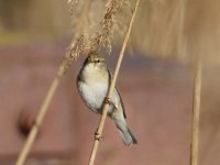 Willow Warbler (Phylloscopus trochilus)_7.jpg