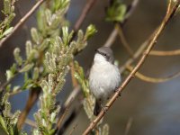 Lesser Whitethroat (Sylvia curruca).jpg