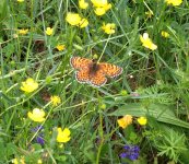 heath fritillary.jpg