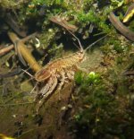 Asellus aquaticus - Mate guarding or mating copy.jpg