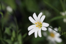 Greater Stitchwort 1 compressed.jpg