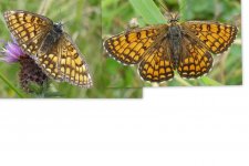 Fritillary Heath Mellicta athalia (Large).jpg