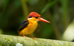 Oriental Dwarf Kingfisher- (GraemeS).jpg