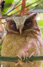 White-fronted Scops-Owl-Copy 1 (GraemeS).jpg