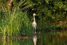 Grey Heron (Ardea cinerea)_8.jpg