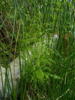 Horsetail (600x800).jpg