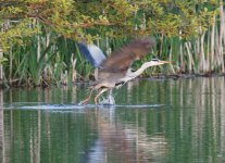 Grey Heron (Ardea cinerea)_10.jpg