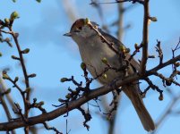 Blackcap (Sylvia atricapilla)_1.jpg