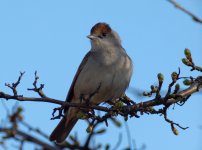 Blackcap (Sylvia atricapilla)_2.jpg