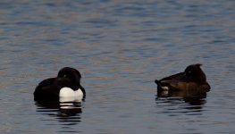 Tufted Ducks(Aythya fuligula)_1.jpg