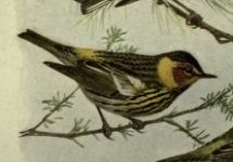 Cape May Warbler.jpg