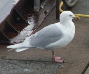 Icelandic Gull copy.jpg