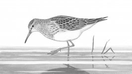 pectoral sandpiper resized.jpg