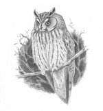 l e owl resized.jpg