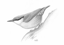 nuthatch resized.jpg