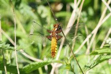 Broad-bodied chaser compressed.jpg