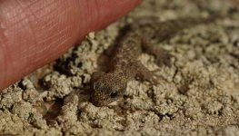 leaf-toed-gecko-sard-010513.jpg