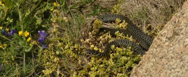 western-whipsnake-basking-c.jpg