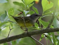 Warbler_0443.jpg