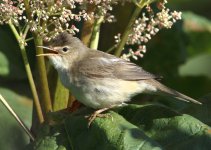 Marsh-Warbler-141.jpg