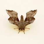 poplar hawk-moth 1.JPG