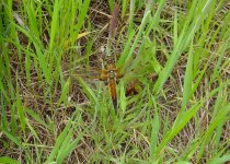 Four-Spotted Chaser.jpg