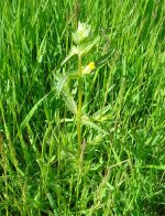 Yellow Rattle Coney.jpg