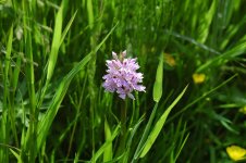 Beeston Flowers 29.6.13 001.jpg