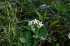 Beeston Flowers 29.6.13 051.jpg