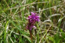 Beeston Flowers 29.6.13 009.jpg