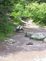 glaciernatlparkbluebird.jpg