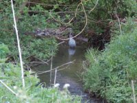 Woodgate Valley Heron.jpg