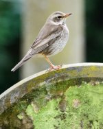 Dusky Thrush by Vespa.jpg