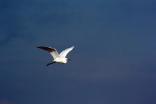 little egret flight V2 80-400zm DSC_5848_edited-1.jpg